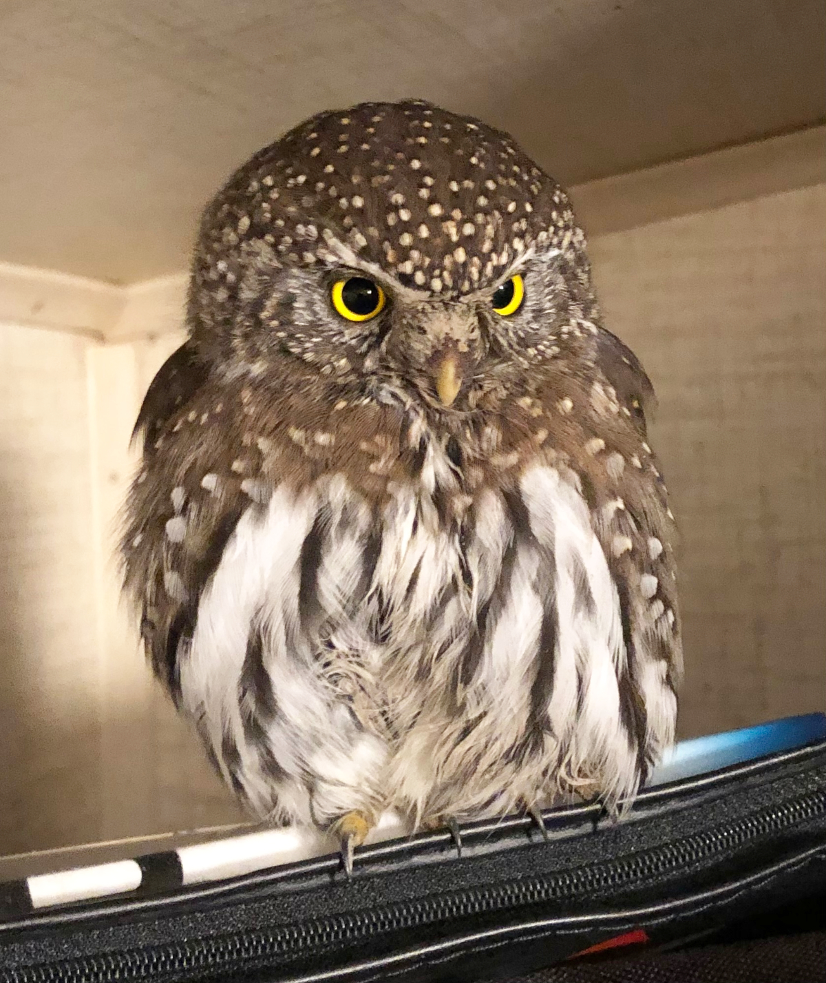 Tiny but tough,' B.C. Pygmy Owl survives being hit by car | Today