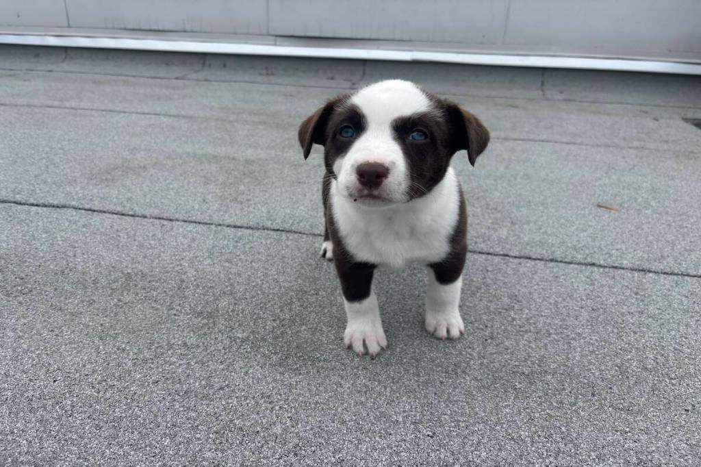One of the seven pups soon to be available for adoption. (Jen Zielinski/ Black Press Media)